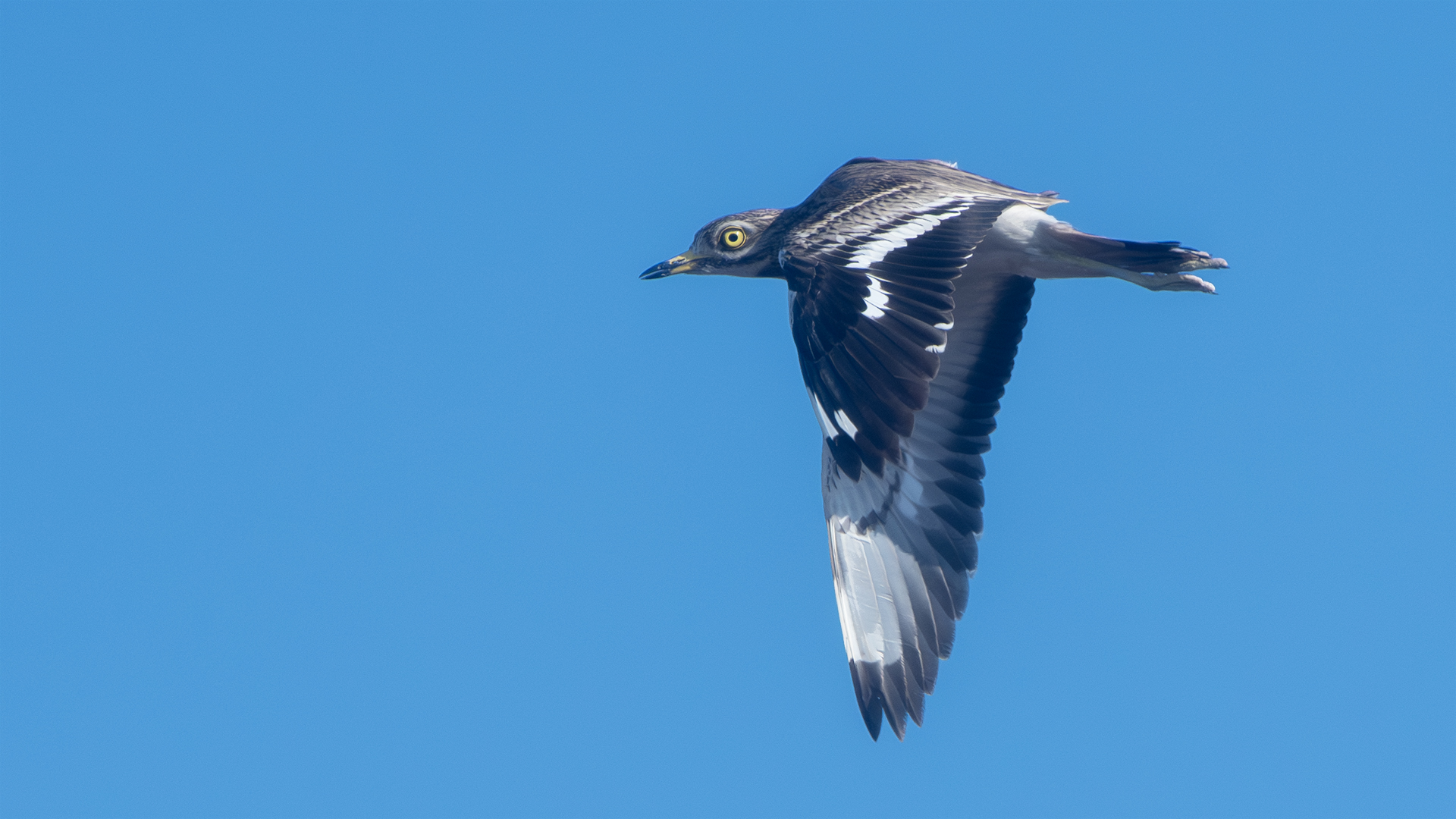 Eurasian Thick-knee